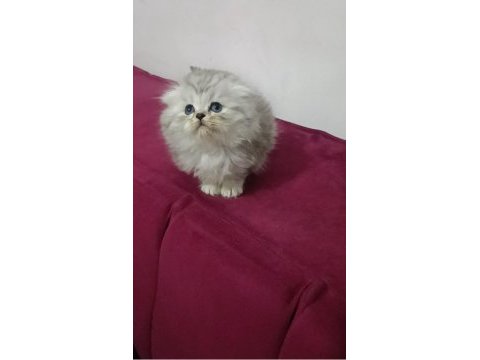 Anne sütünden kesildiler british scottish longhair yavrular