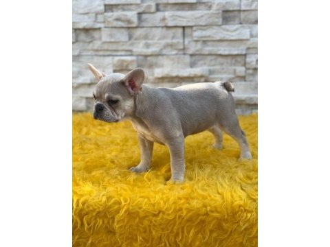 Lilac french bulldog yavru