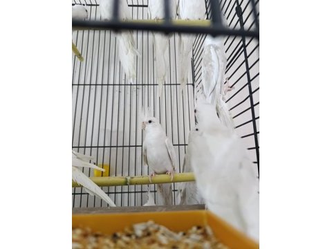 Albino kırmızı göz sultan papağanı