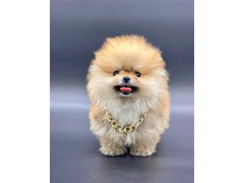 Safkan pomeranian boo bebekler