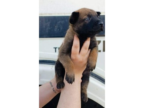 Belçika malinois yavrularımız ırk garantilidir