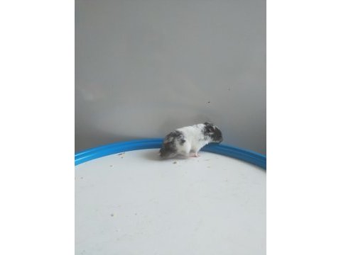 1.5 aylık yavru hamsterlar