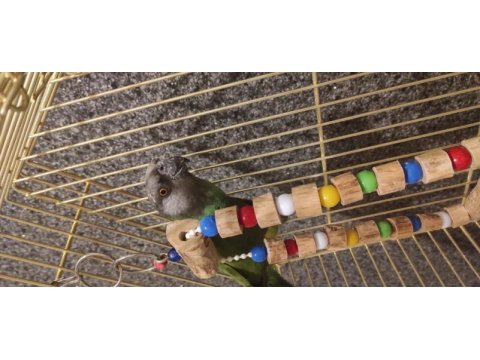 5 aylık senegal parmağa gelmiyor ama sevdiriyor