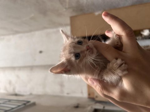 Ankara yavru kedilerimizi sahiplendirme ücretsiz