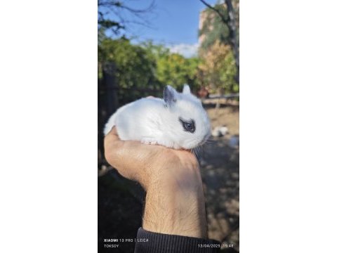 Cüce tavşan yavruları