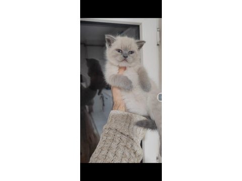 Sağlıklı british shorthair pofuduk yavrularımı teslime hazır