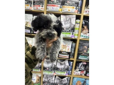 Maltipoo yavrular