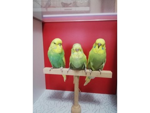 Bebek show jumbo muhabbet kuşlar