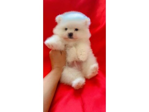 En uyguna en kaliteli pomeranian