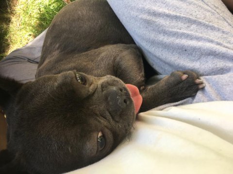 Zeyna sahibinden french bulldog
