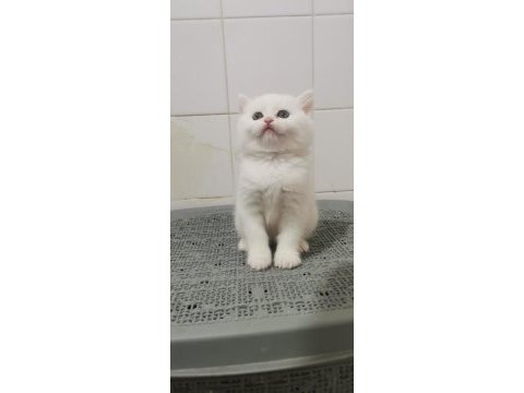 Teslime hazır bebek british shorthair