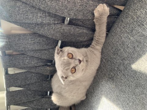 Scottish fold lilac renk