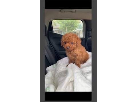 Toy poodle yavrularımız