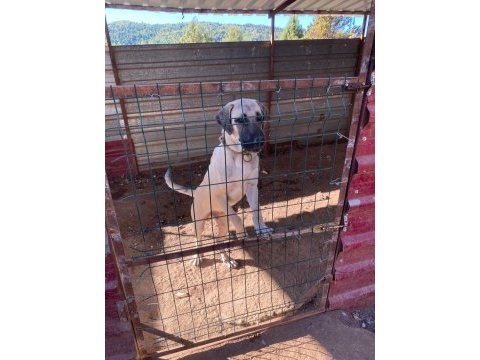 3.5 aylık kangal erkek yavru