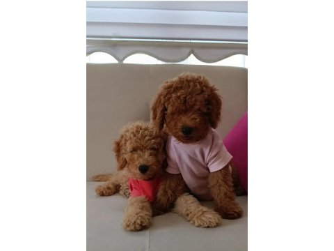 Yavru toy poodle