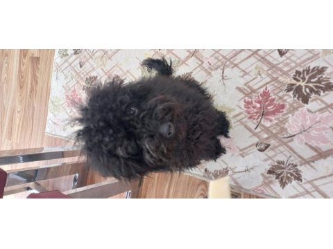 6 aylık siyah toy poodle