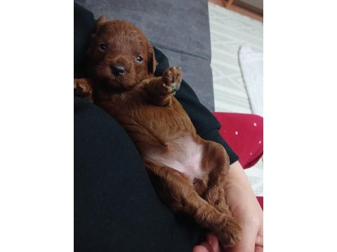 0 numara kore poodle