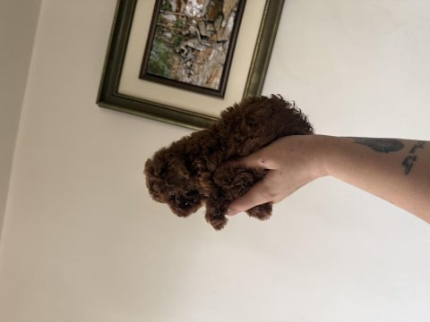 En özelini isteyen dark redbrown teacup poodle yavru