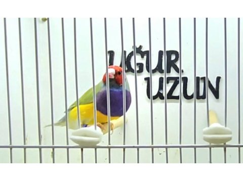 Gouldian finch (gökkuşağı ispinozu) mevcuttur)