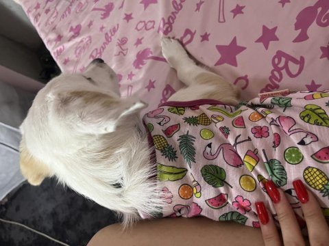 Lili 6 aylık dişi köpeğimiz