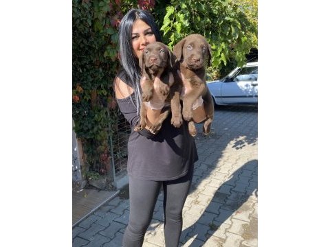 Çikolata labrador yavrularım