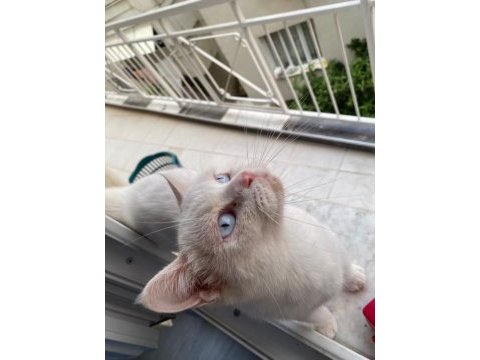 2 yaşında british shorthair 1 doğum yaptı