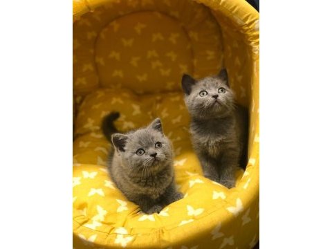 Irk ve sağlık garantili british shorthair yavrular 