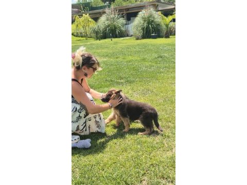 Secereli alman çoban köpeği yavruları
