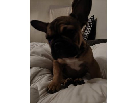 Daha 3 aylık çok tatlı çok sevimli ve uysal french bulldog