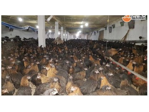 Ataks yarka tavuklar