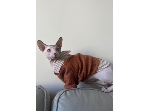 2 yaşında erkek uysal her hayvanla geçinebilen sphynx