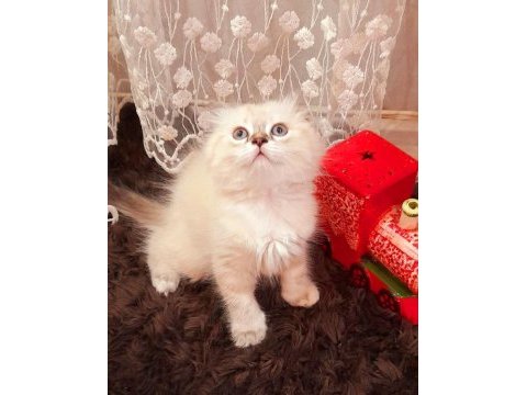Dişi scottish fold kedisi