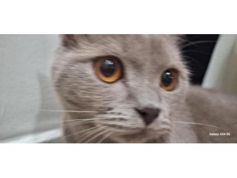 Çok uysal sevecen scottish fold