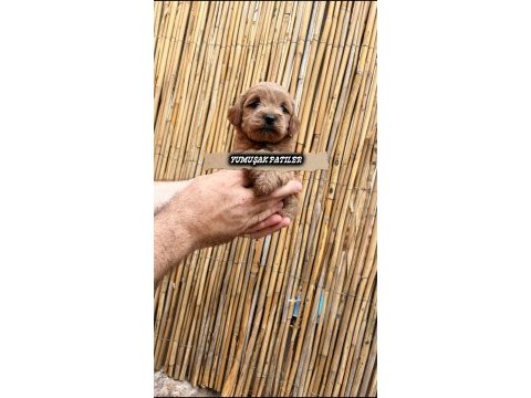 Toy poodle yavrumuz