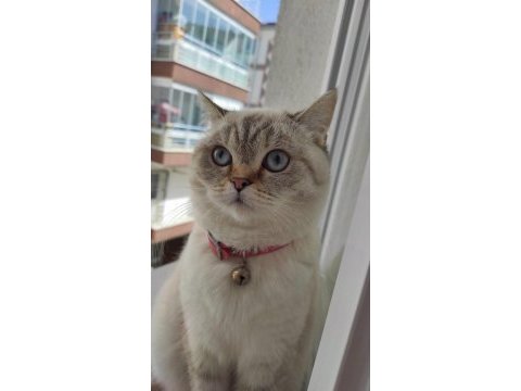 British shorthair kedi