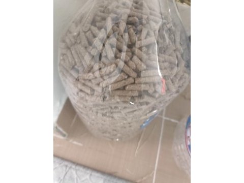 Hollanda cüce tavşanı