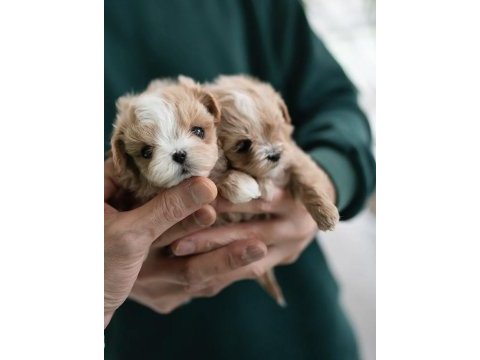 Yarışma düzeyi kore micro boy maltipoo cindy