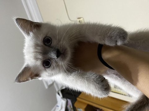 Blue point british shorthair