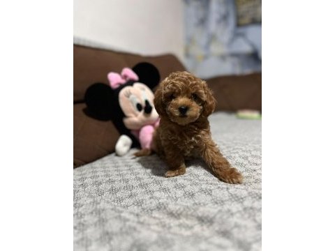Toy poodle yavrularımız