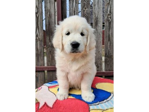 Golden retriever kapıda ödeme hizmetimiz vardır