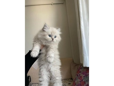Pofuduk british longhair bebekler