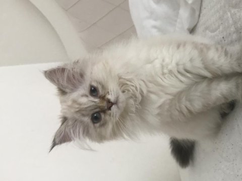 British longhair yavrumuz uyguna sahiplendirilecek