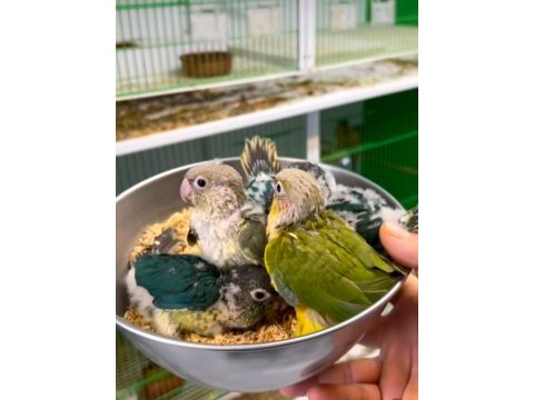 El besleme bebek konur papağanlar