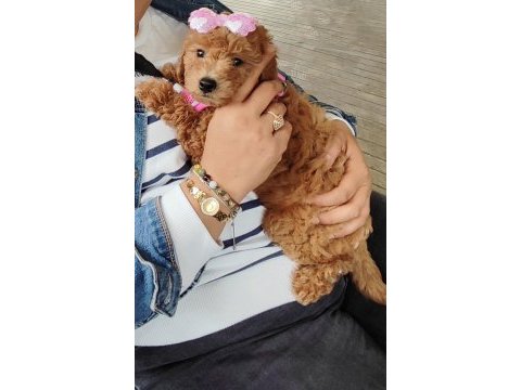 Poodle bebeğimiz yeni yuvasını bekliyor