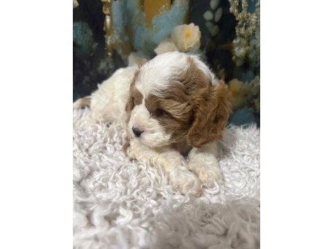 Özel ırk maltipoo yavruları