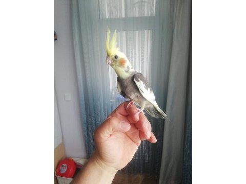 Ele alışkın 2,5 aylık sultan papağan yavruları