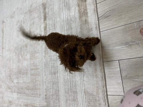 Teacup poodle 1.5 kg 7 aylık erkek aşıları tam