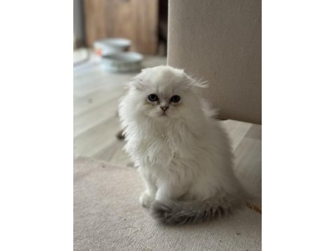 Dünyalar güzeli scottish fold bebekler