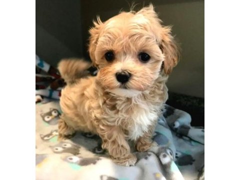 A kalite kore maltipoo