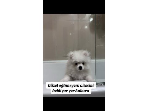 Pomeranian boo